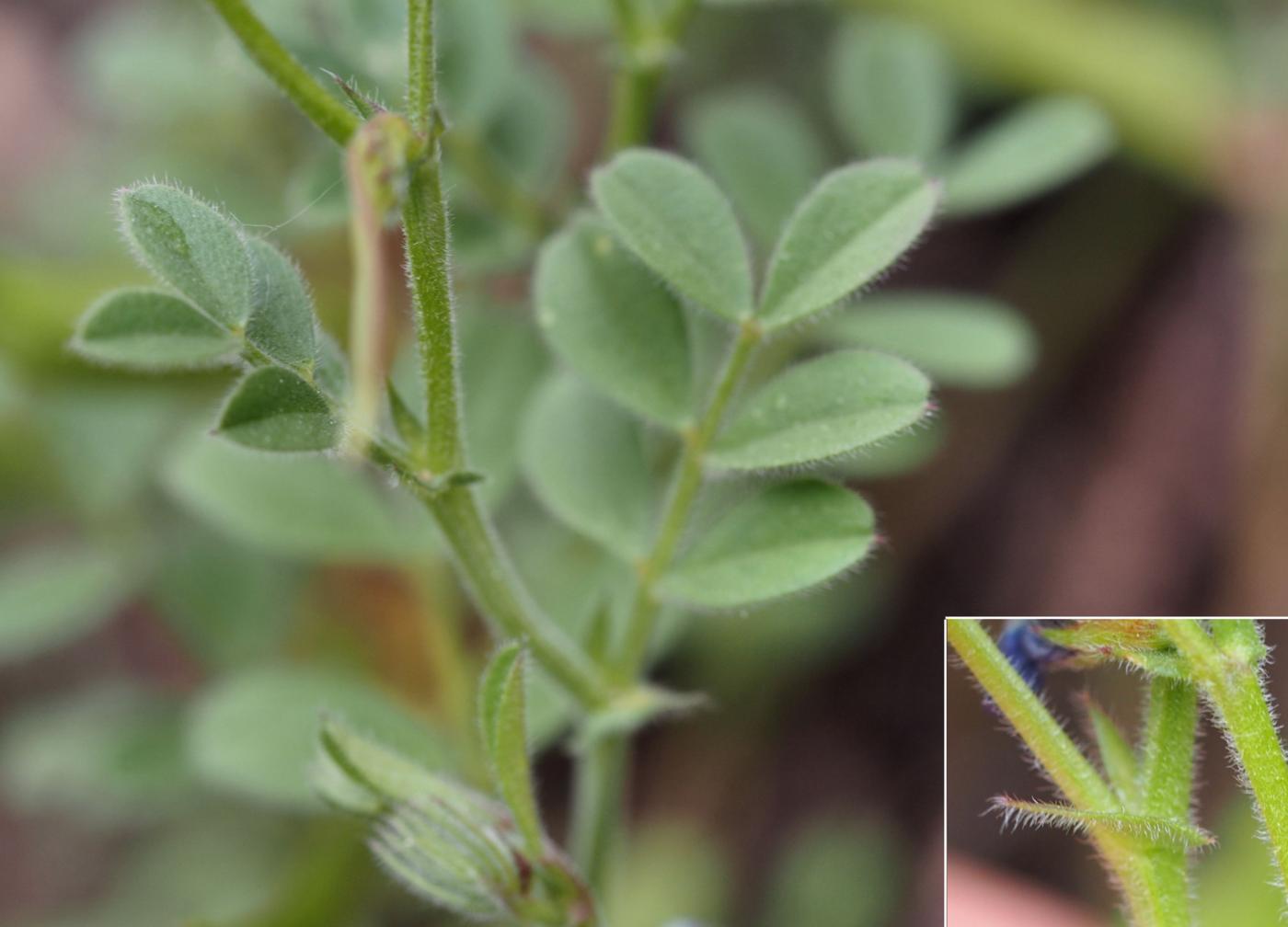 Vetch, Spring leaf